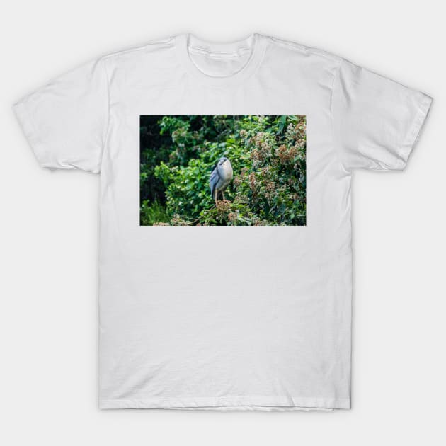 Black-crowned night heron in Honolulu T-Shirt by KensLensDesigns